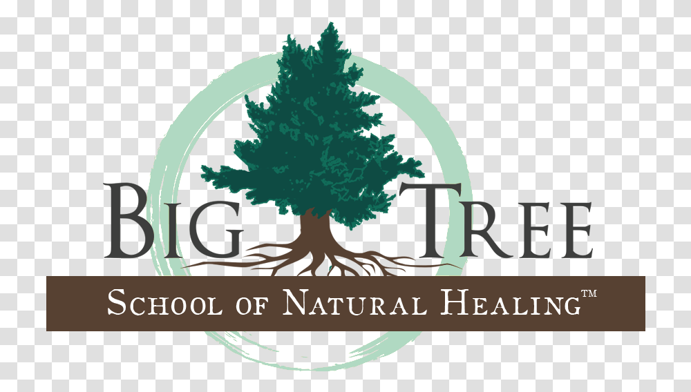 Home Big Tree School Of Natural Healing Colorado Spruce, Plant, Vegetation, Pine, Conifer Transparent Png