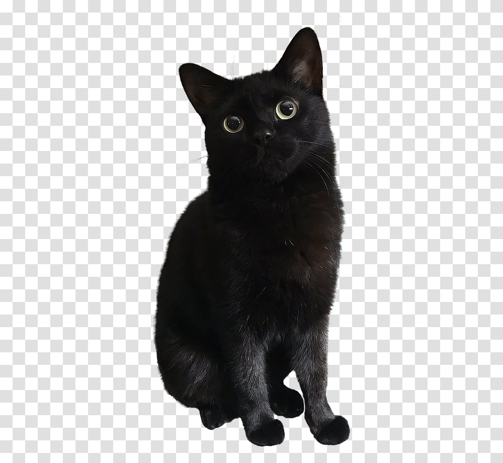 Home Black Cat, Pet, Mammal, Animal Transparent Png