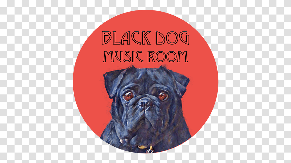 Home Blackdogmusicroom Companion Dog, Canine, Mammal, Animal, Pet Transparent Png