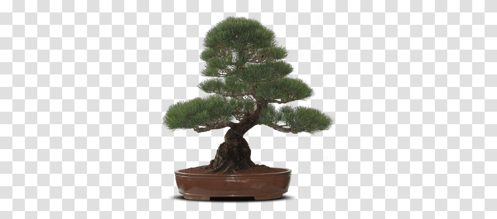 Home Bonsai Tree Tree Showpiece, Plant, Potted Plant, Vase, Jar Transparent Png