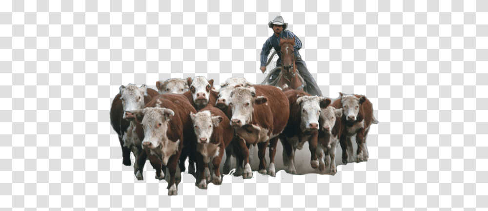 Home Buyers In Real Estate Marketing Herd, Cow, Cattle, Mammal, Animal Transparent Png