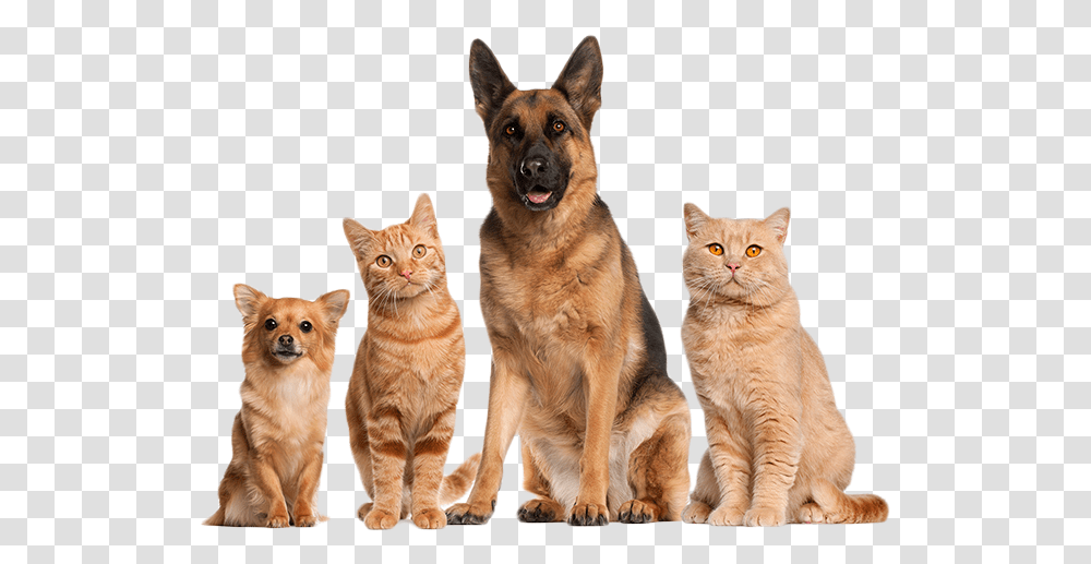 Home Cat And Dog, Pet, Canine, Animal, Mammal Transparent Png