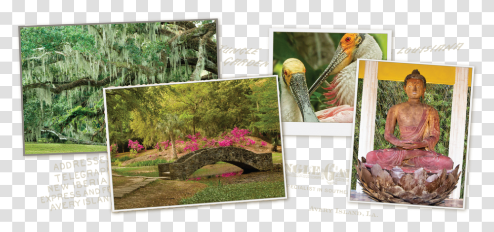 Home Collage 08 Botanical Garden, Bird, Animal, Plant, Person Transparent Png