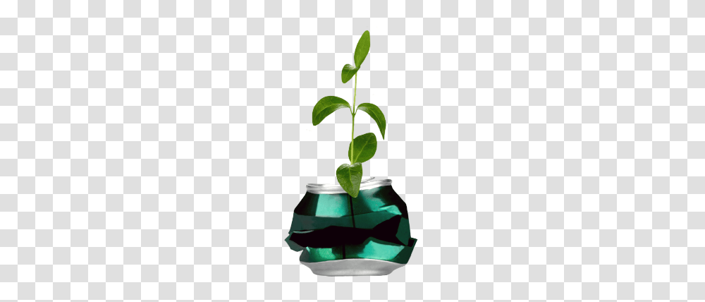 Home Conservit, Plant, Flower, Leaf, Green Transparent Png