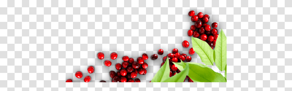 Home Cranberry Marketing Committee, Plant, Fruit, Food, Cherry Transparent Png