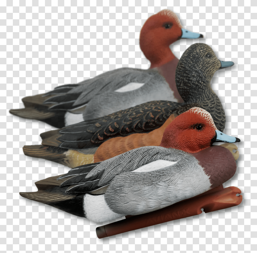 Home Decoys Duck Hunting Decoys Avian X Wigeon Duck Decoys, Bird, Animal, Waterfowl, Teal Transparent Png