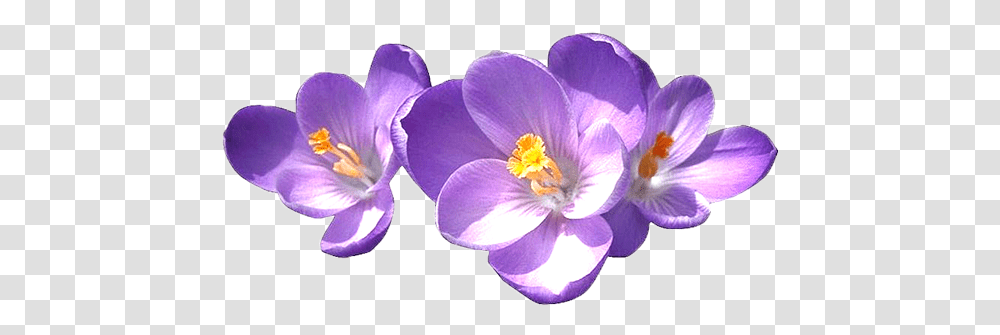 Home Delta Sigma Theta Flower, Plant, Blossom, Crocus, Anemone Transparent Png