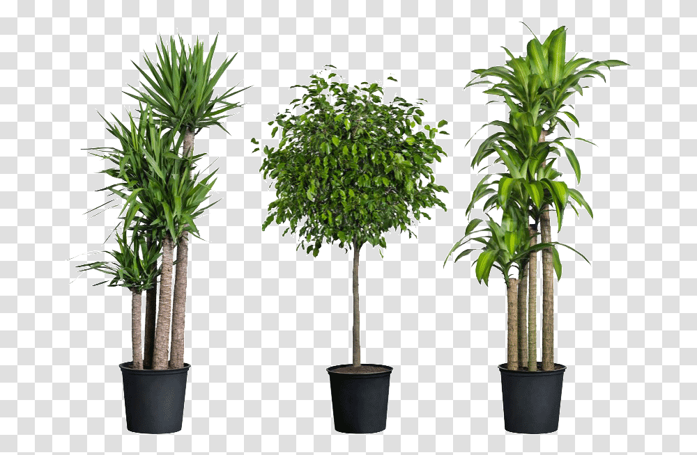 Home Depot Have House Plants Download Indoor Plants, Tree, Palm Tree, Arecaceae Transparent Png