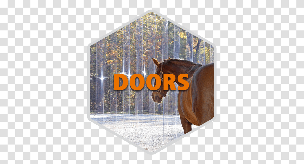 Home Doors Hexagon Christmas Card, Horse, Mammal, Animal, Colt Horse Transparent Png