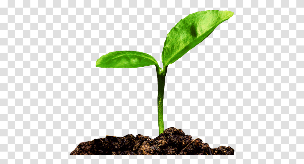 Home Evraz Tree, Plant, Sprout, Leaf Transparent Png
