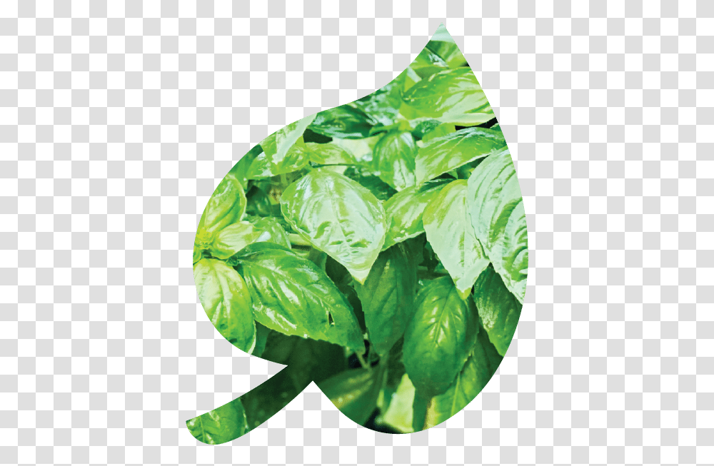 Home Fines Herbes, Plant, Spinach, Vegetable, Food Transparent Png