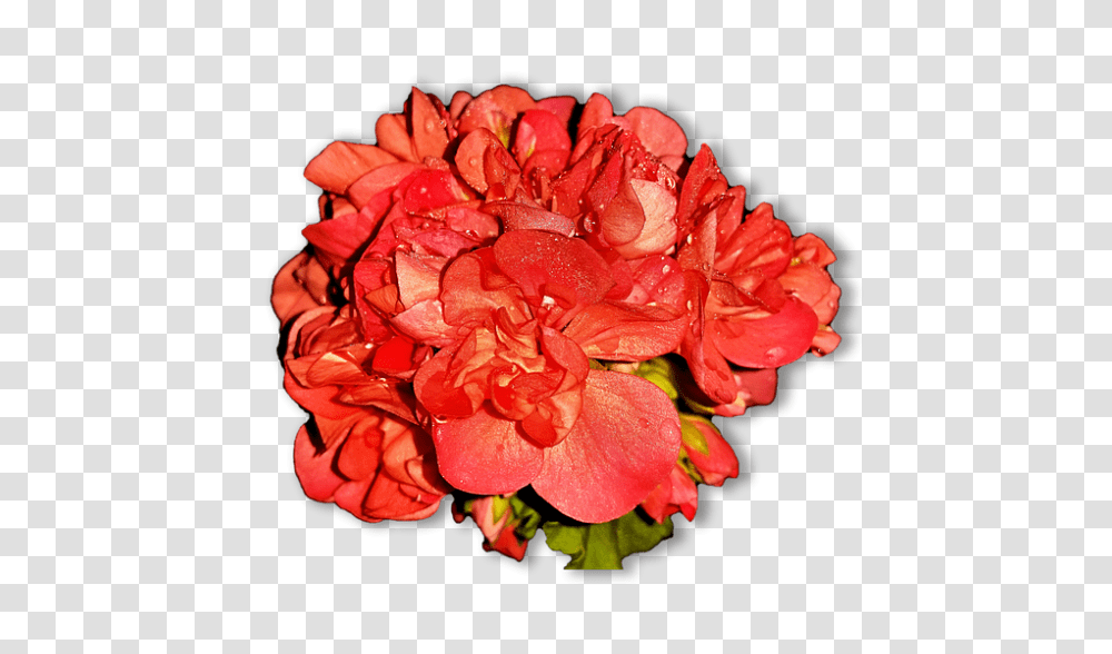 Home Flowers 960, Geranium, Plant, Blossom, Rose Transparent Png