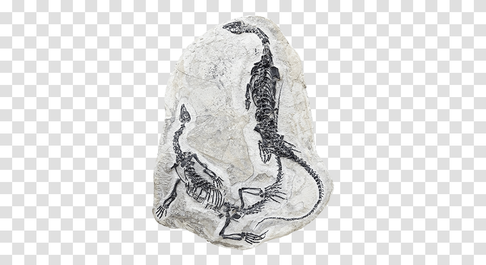 Home Fossilie, Soil, Archaeology, Tattoo, Skin Transparent Png