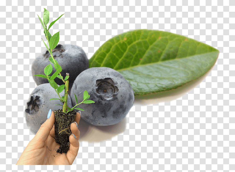 Home Fresh, Blueberry, Fruit, Plant, Food Transparent Png