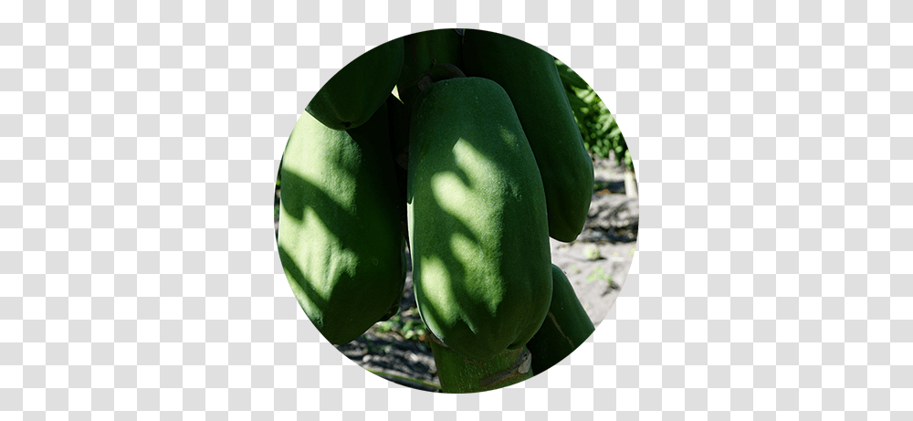 Home Fresh, Plant, Fruit, Food, Papaya Transparent Png