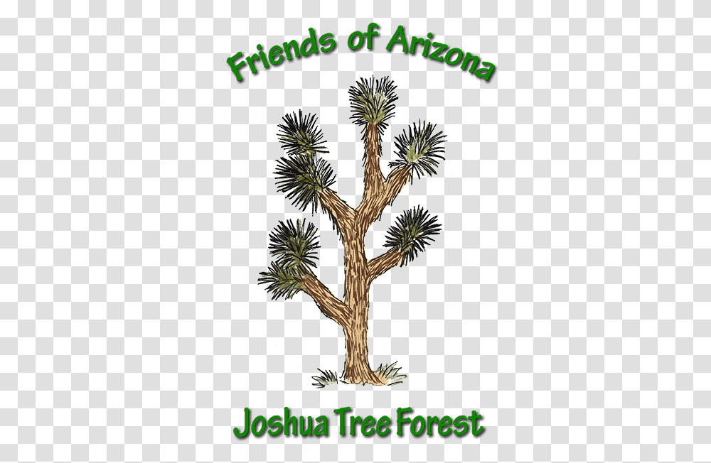 Home Friends Of Arizona Joshua Tree Forest Sabal Palm, Plant, Poster, Advertisement, Painting Transparent Png