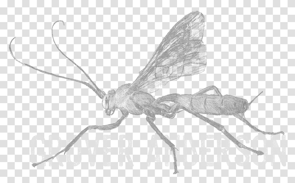 Home Grover Anderson Parasitism, Insect, Invertebrate, Animal, Wasp Transparent Png