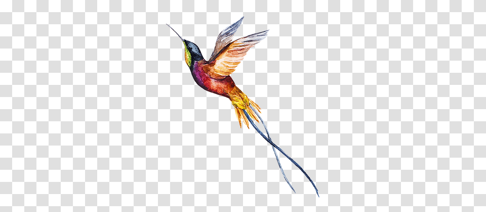 Home Hannah Sophia And Lance Too Watercolor Painting, Bee Eater, Bird, Animal, Hummingbird Transparent Png