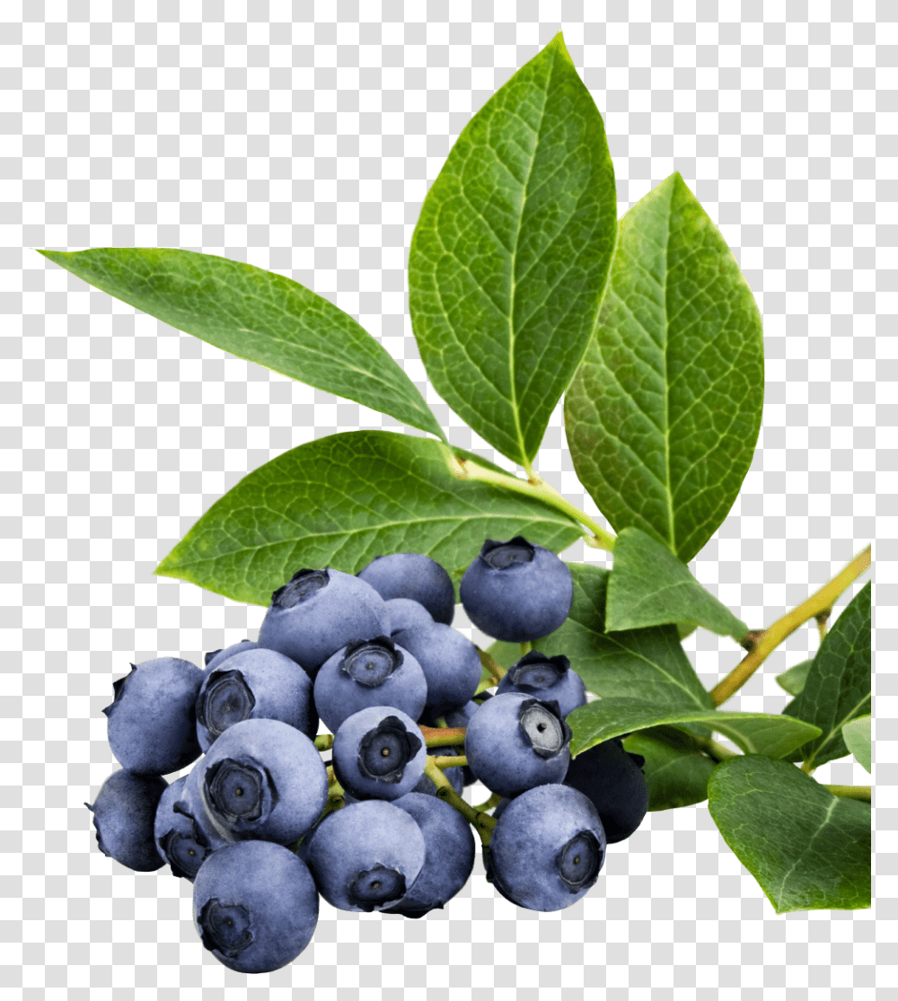 Home Huckleberry, Blueberry, Fruit, Plant, Food Transparent Png