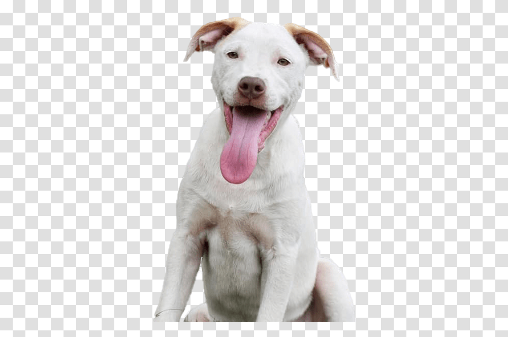 Home Humane Society Of Pinellas Martingale, Labrador Retriever, Dog, Pet, Canine Transparent Png