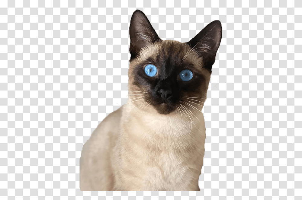 Home Humane Society Of Pinellas Siamese Cat, Pet, Mammal, Animal Transparent Png