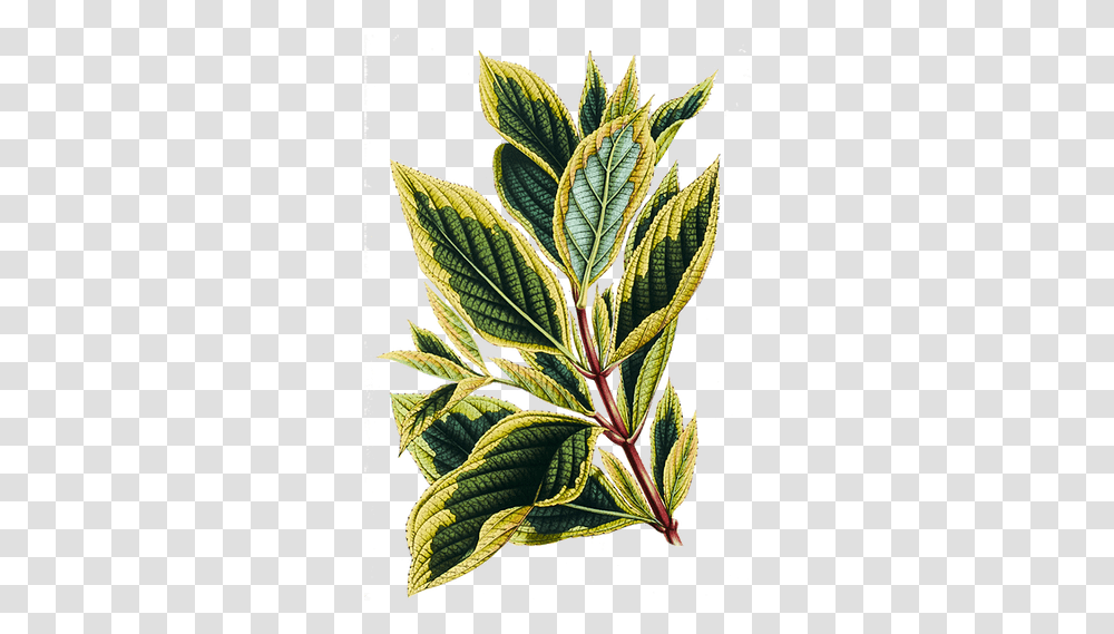 Home Kindred Illustration, Plant, Leaf, Annonaceae, Tree Transparent Png