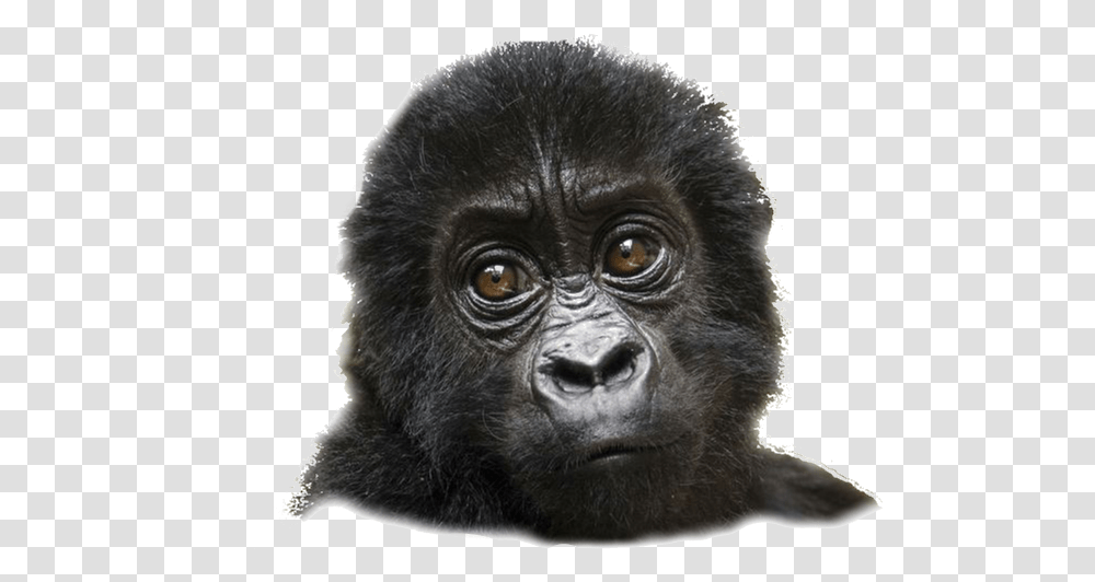 Home Langur, Animal, Mammal, Wildlife, Gorilla Transparent Png