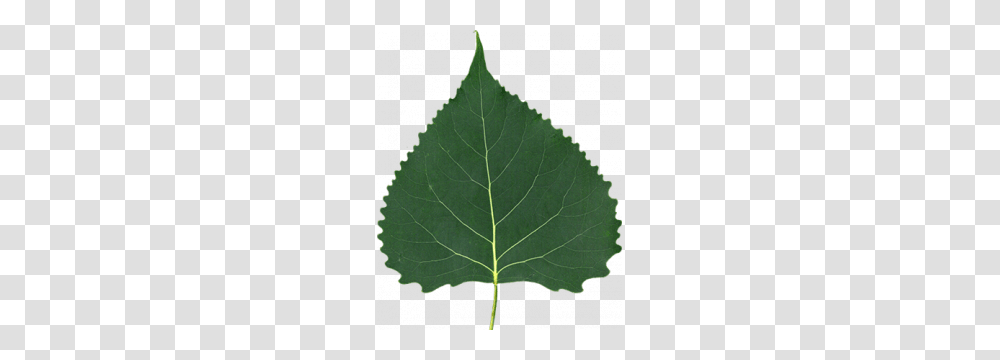 Home, Leaf, Plant, Tree, Veins Transparent Png