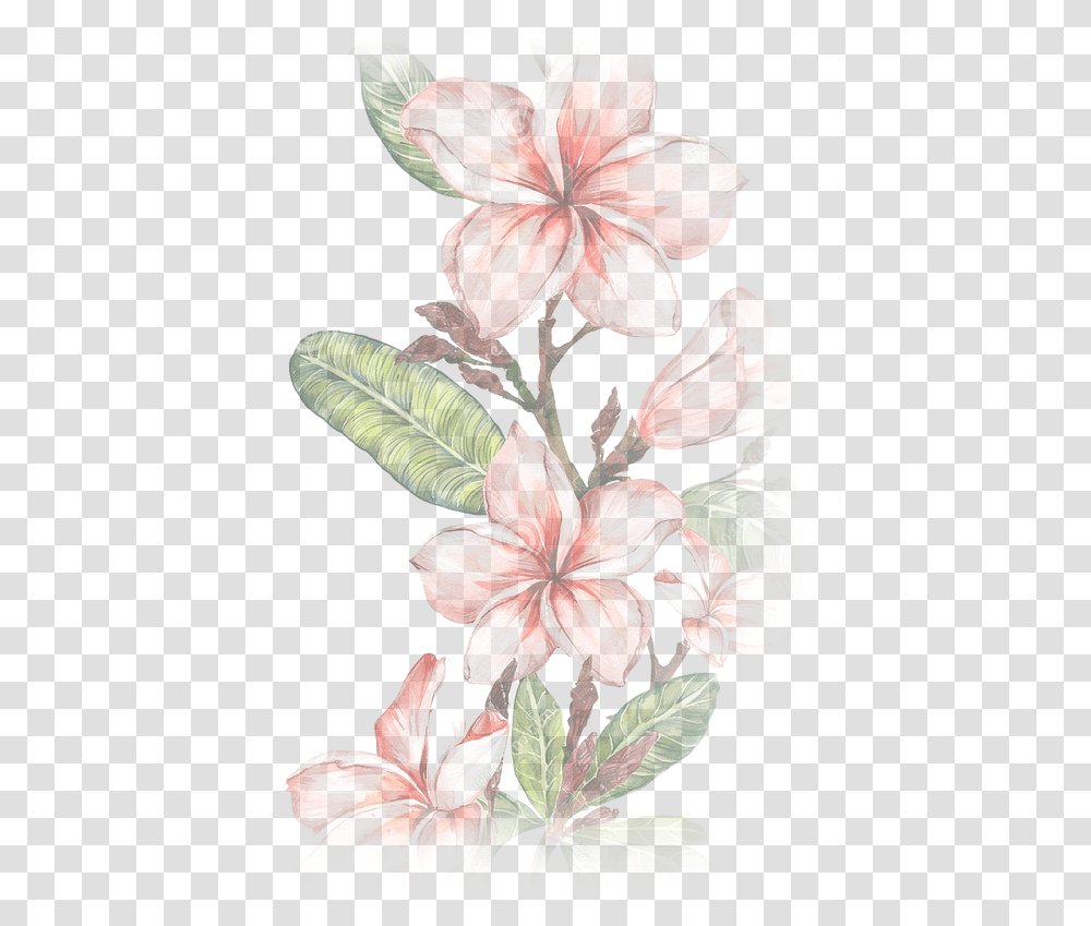 Home Lovehealthbalance Illustration, Plant, Flower, Blossom, Amaryllis Transparent Png