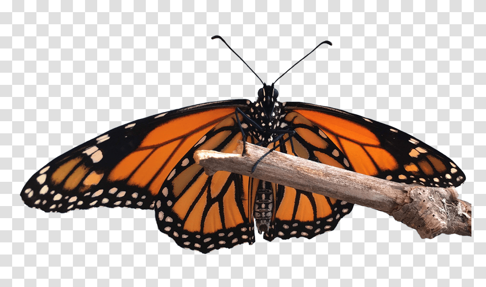 Home, Monarch, Butterfly, Insect, Invertebrate Transparent Png