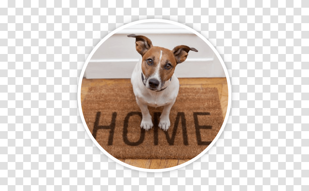 Home Pet Sitting, Mat, Dog, Canine, Animal Transparent Png