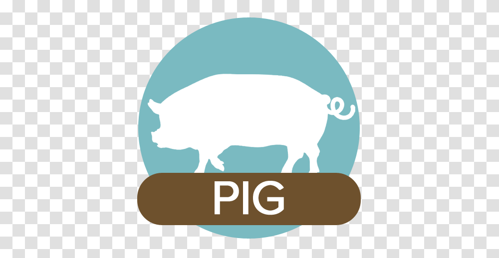 Home, Pig, Mammal, Animal, Hog Transparent Png