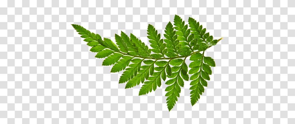 Home, Plant, Leaf, Fern Transparent Png