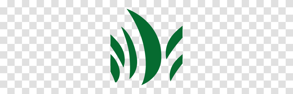 Home, Plant, Leaf, Fern Transparent Png