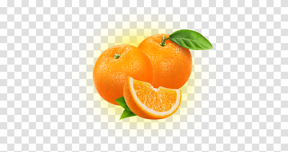 Home Poinsettia Groves Florida Oranges, Citrus Fruit, Plant, Food, Bowl Transparent Png