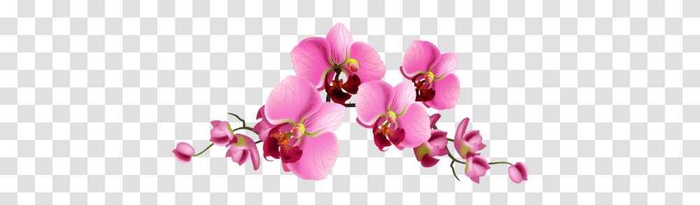 Home Purificacion Orchids Moth Orchid, Plant, Flower, Blossom, Anther Transparent Png