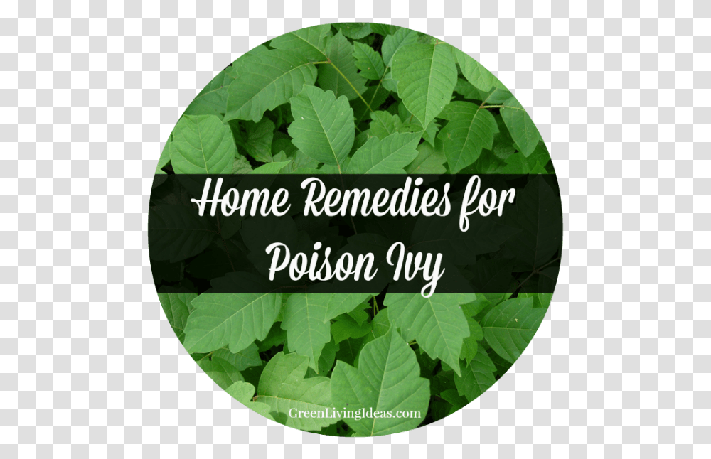Home Remedies For Poison Ivy Poison Ivy, Potted Plant, Vase, Jar, Pottery Transparent Png