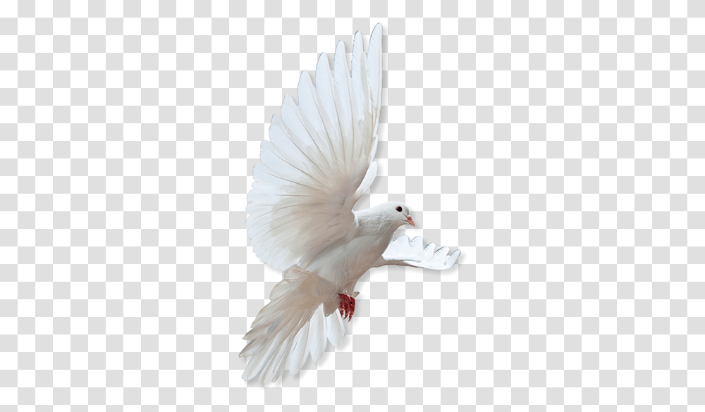 Home Rock Dove, Bird, Animal, Pigeon Transparent Png