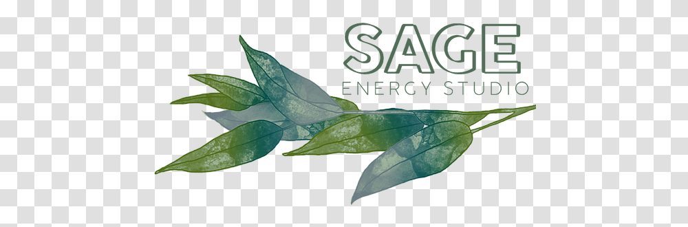 Home Sage Energy Studio Buttonbush, Leaf, Plant, Tree, Flower Transparent Png