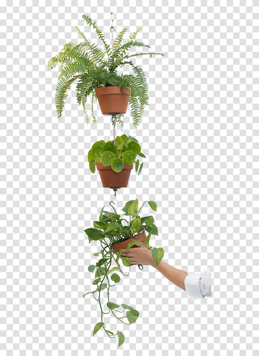 Home Skypots Flowerpot, Plant, Potted Plant, Vase, Jar Transparent Png