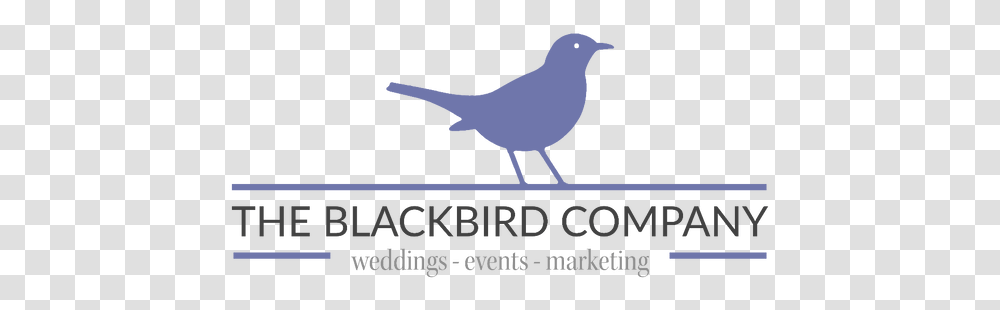 Home The Blackbird Co Silhouette Vogel, Animal, Agelaius, Logo, Symbol Transparent Png