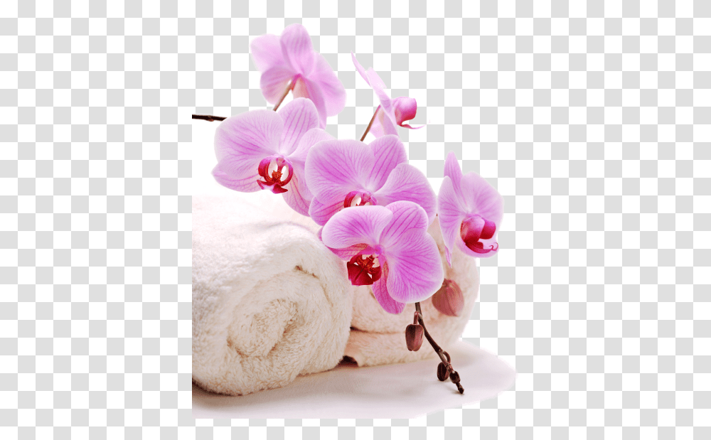 Home Towel And Flower, Plant, Blossom, Orchid Transparent Png