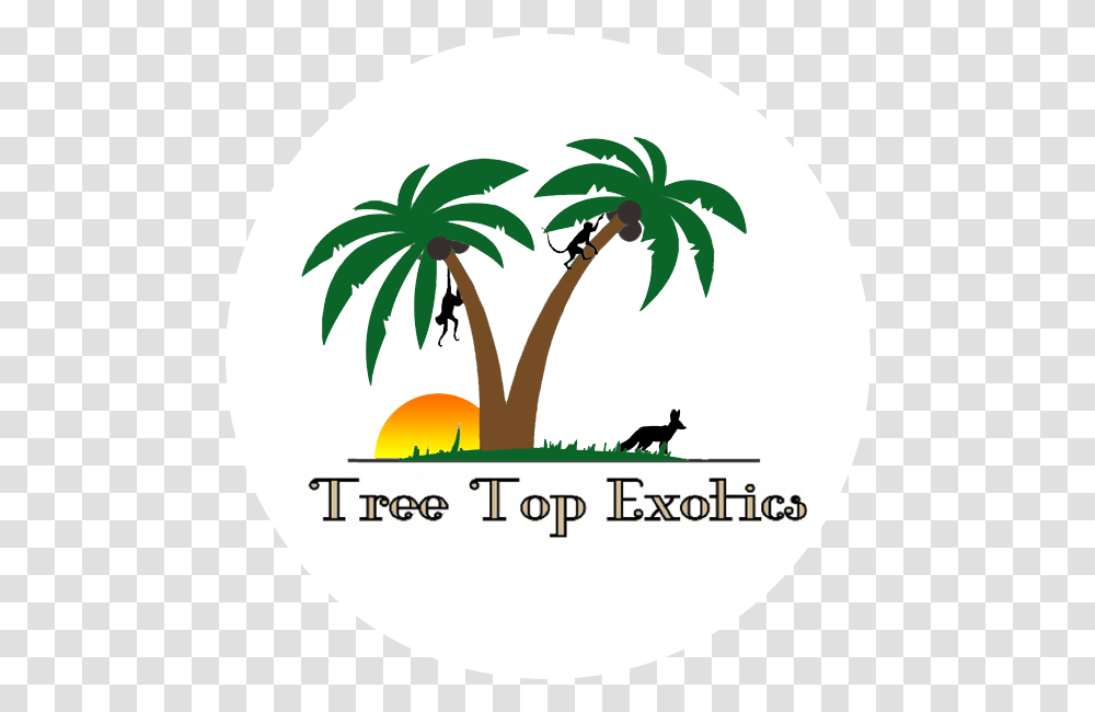 Home Tree Top Exotics Poster, Plant, Palm Tree, Arecaceae, Logo Transparent Png