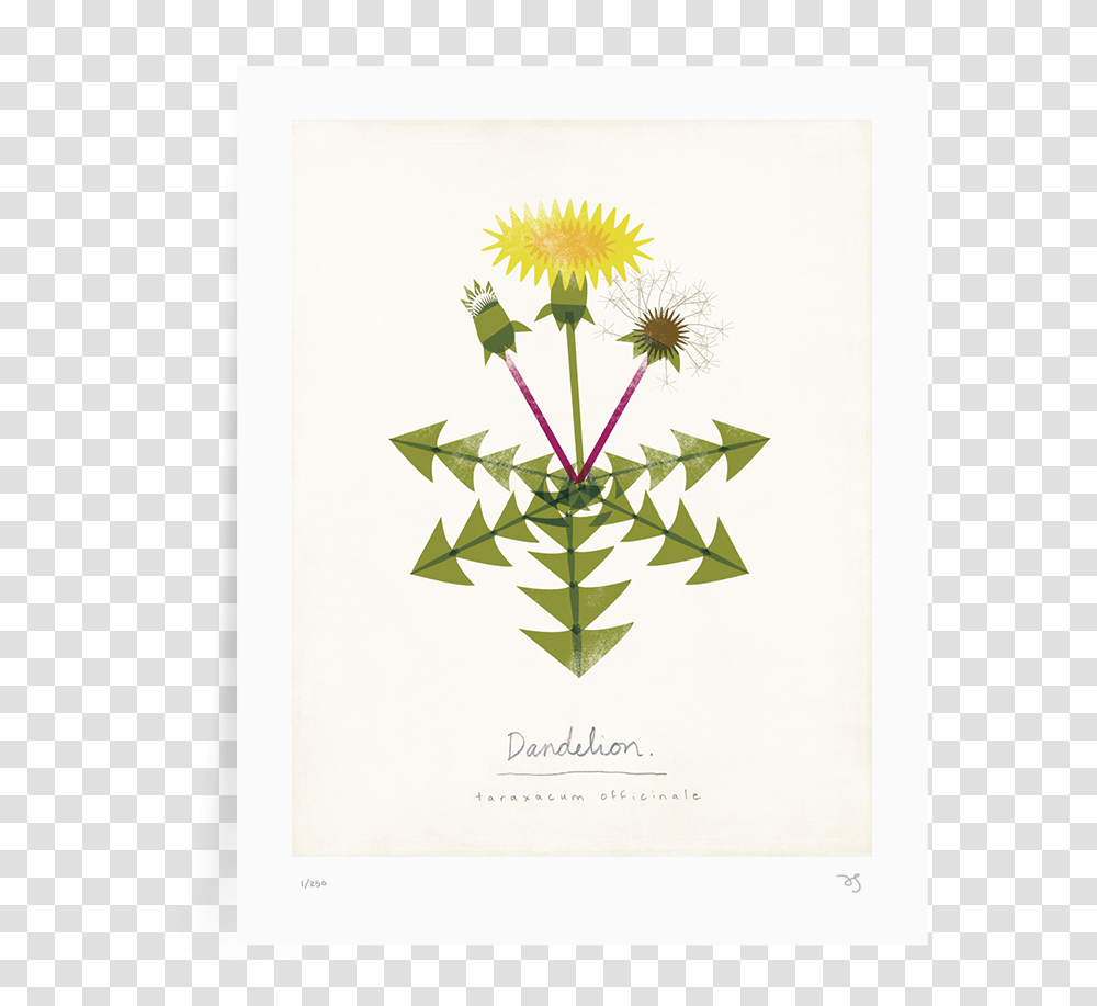 Home - Amy Sullivan Illustration Design Dandelion, Plant, Flower, Blossom Transparent Png