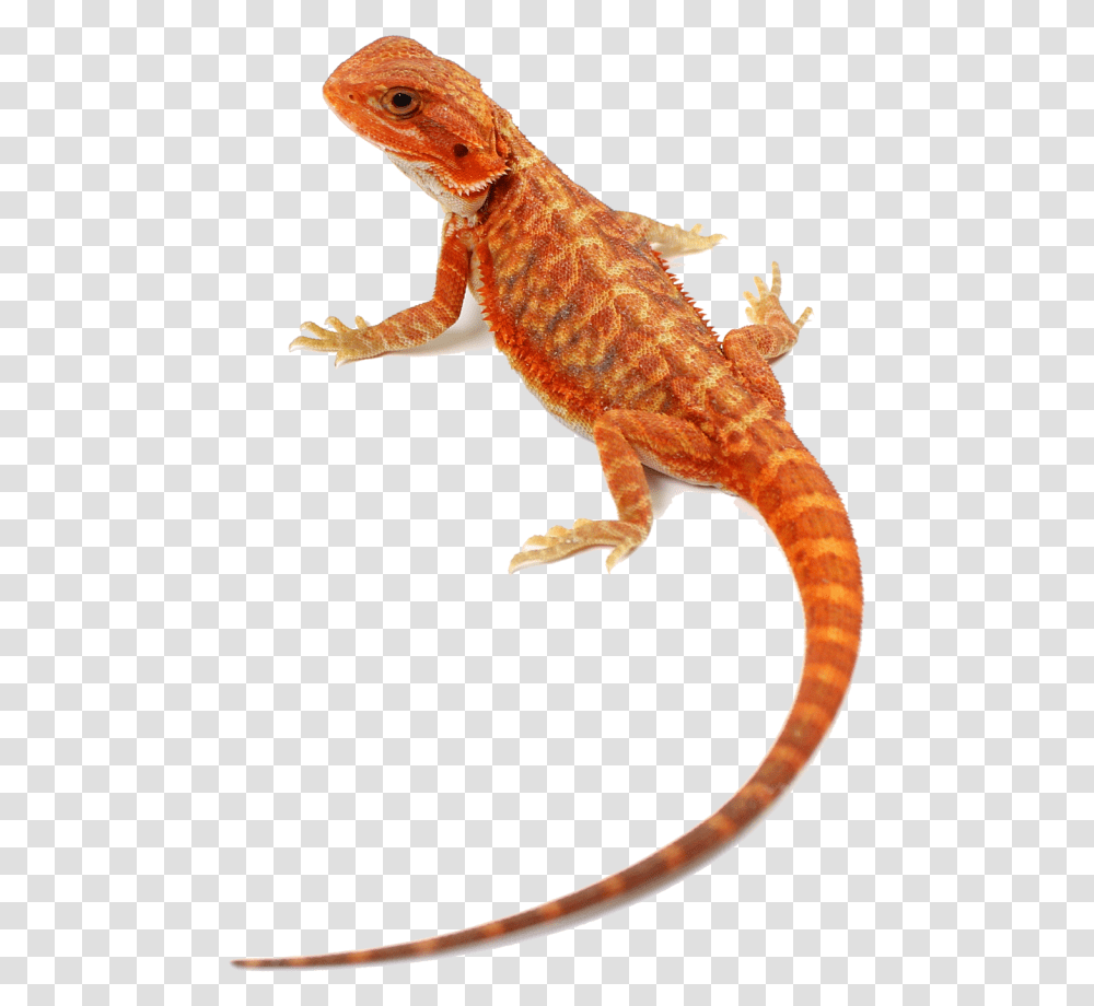 Home • Central Bearded Dragons Agama, Gecko, Lizard, Reptile, Animal Transparent Png