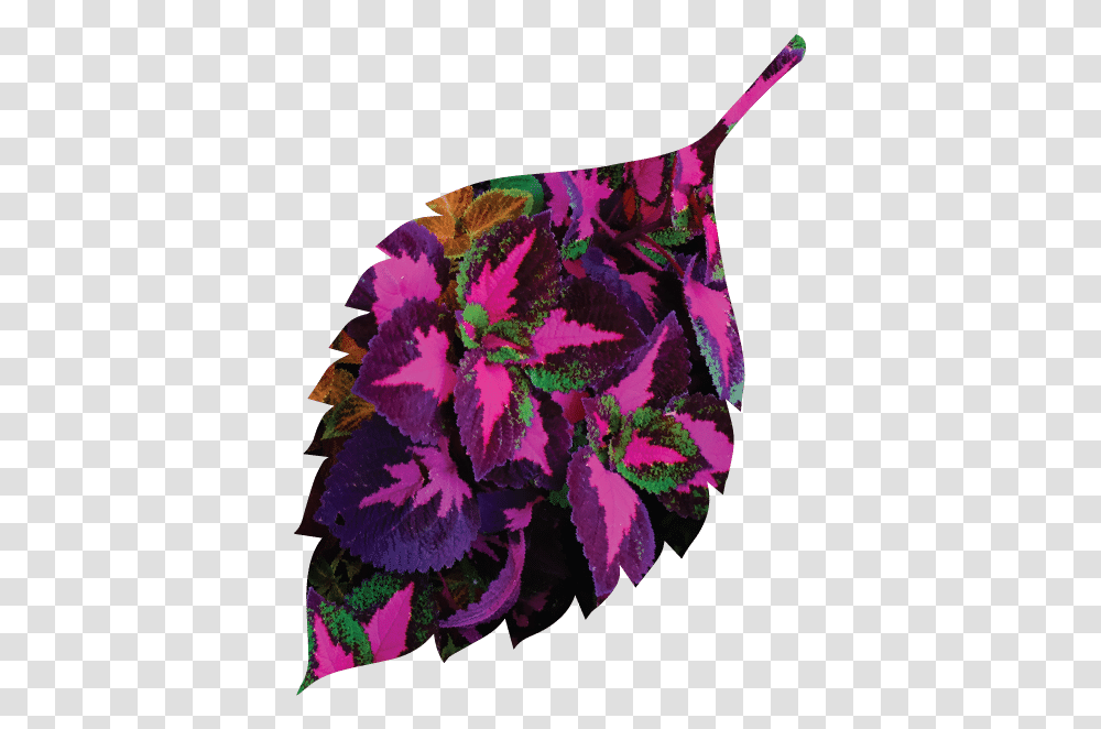 Home Vertical, Plant, Purple, Flower, Petal Transparent Png