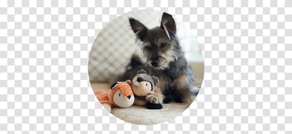 Home Yorkshire Terrier, Dog, Pet, Canine, Animal Transparent Png