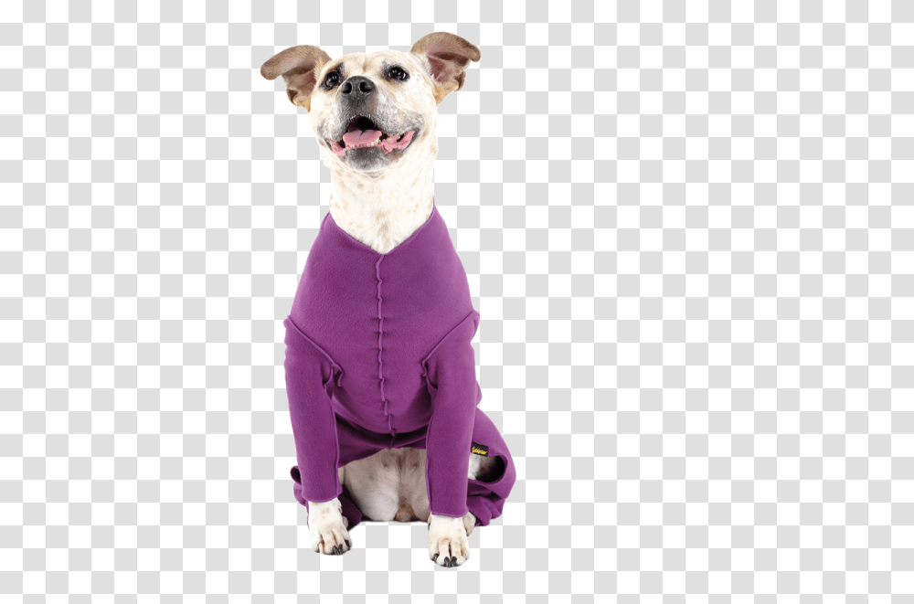 Homepage Goldpaw Series Dog Clothes, Canine, Mammal, Animal, Pet Transparent Png