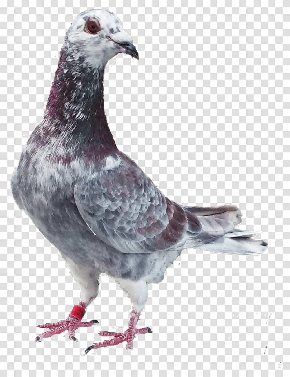 Homing And Racing Pigeons From Stock A, Bird, Animal, Dove, Chicken Transparent Png