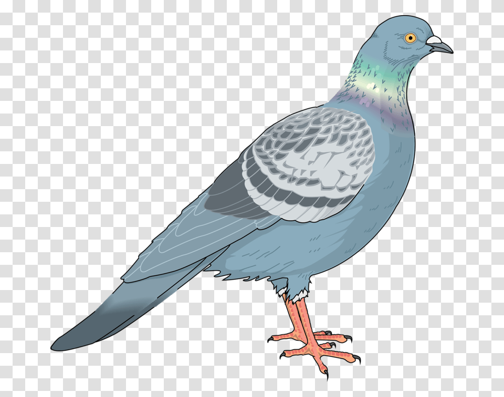 Homing Pigeon Columbidae Bird Clip Art Pigeon Vector Free, Animal, Dove Transparent Png